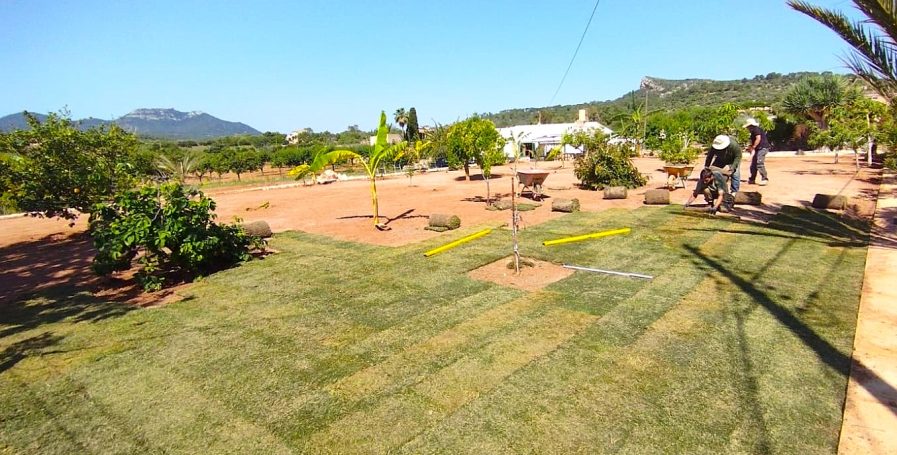 Césped de TEPE